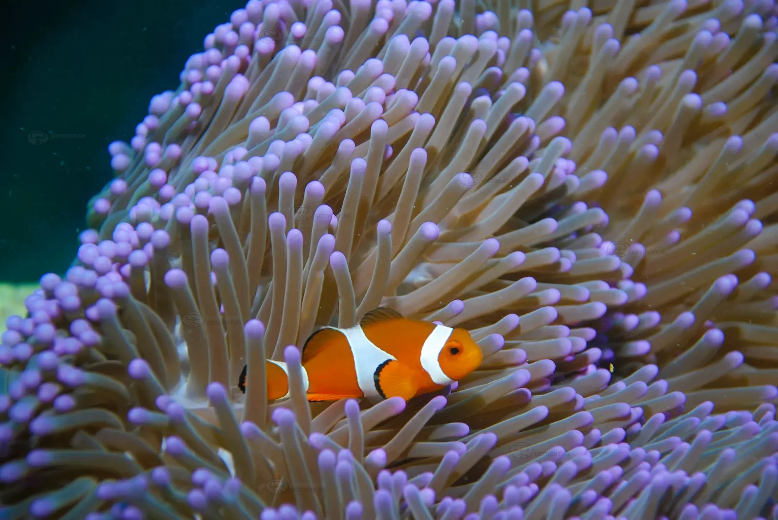 Paradise I en II-Palau Mabul